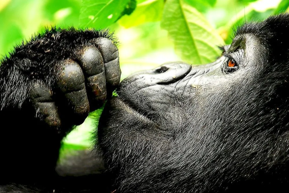 Sanctuary Gorilla Forest Camp Hotel Ntungamo  Uganda