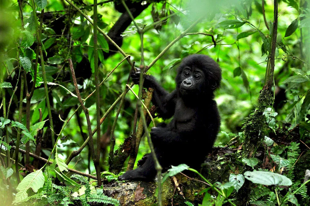Sanctuary Gorilla Forest Camp Hotel Ntungamo
