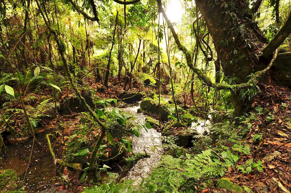 Sanctuary Gorilla Forest Camp Hotel Ntungamo  4*, Ntungamo (Ruhaama)